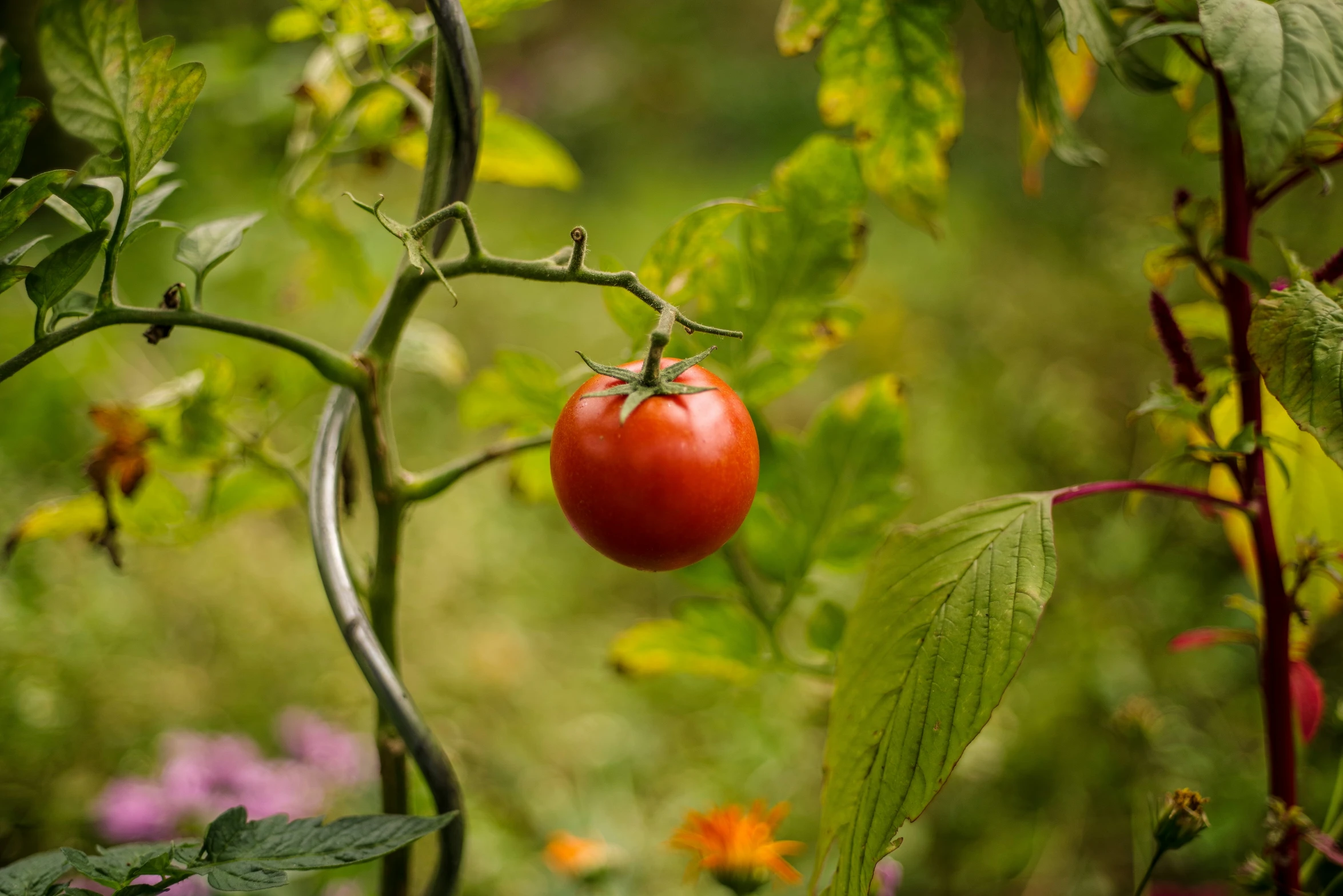 a red tomato plant with some very small ones growing