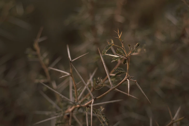 a large bush that has long thin nches