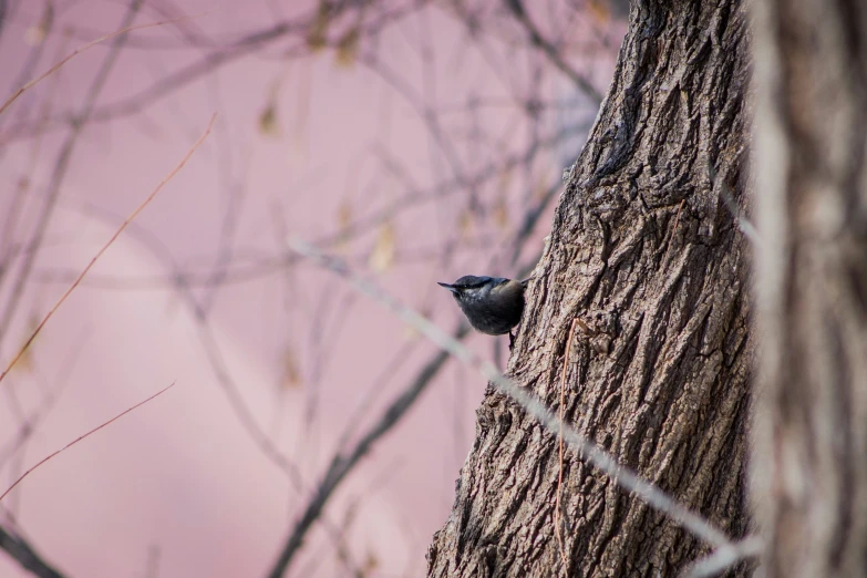 a tree trunk with a small bird sitting in the top of it