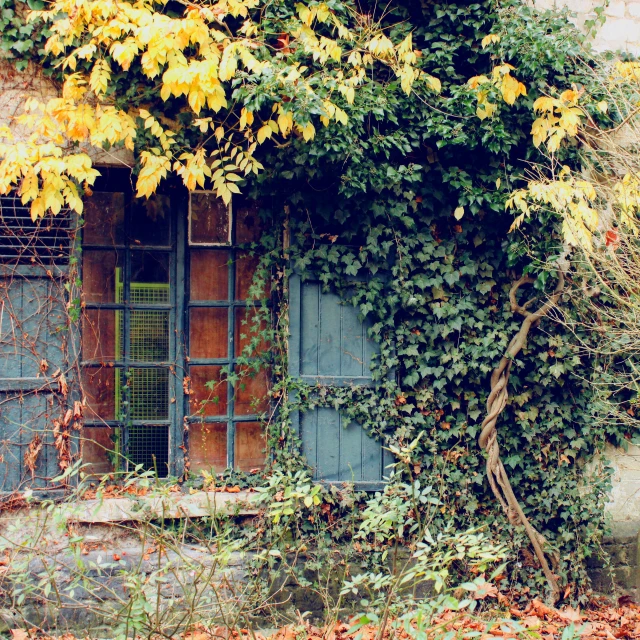 this window is covered in ivy by a stone wall