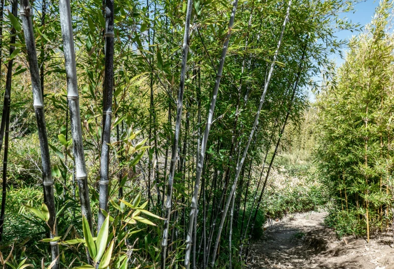 some bamboo trees and dirt in the middle of a forest