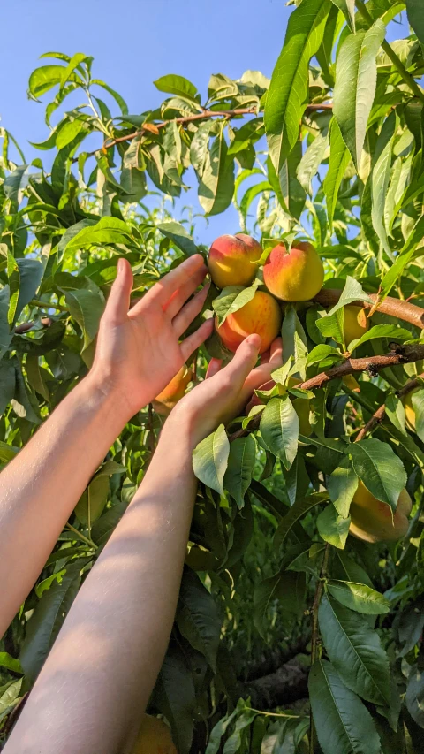 a woman reaching up into a tree to pick some peaches