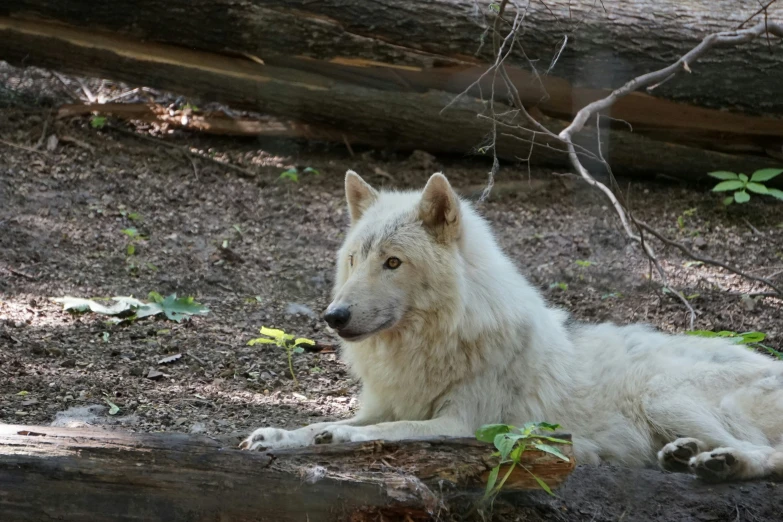 a white wolf laying down on the ground