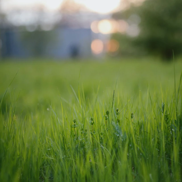 a grass field with a light in the background
