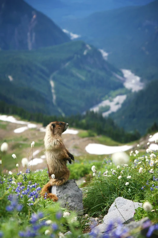 a small animal sitting on a rock in the grass