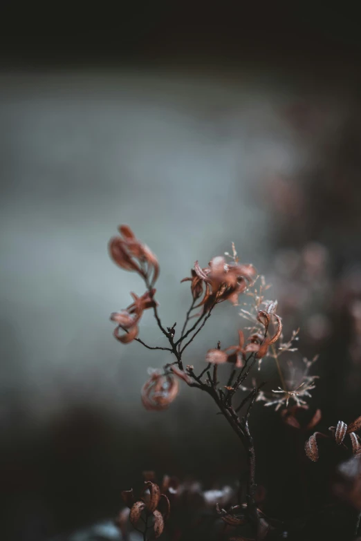 red flowers are in front of the grey background