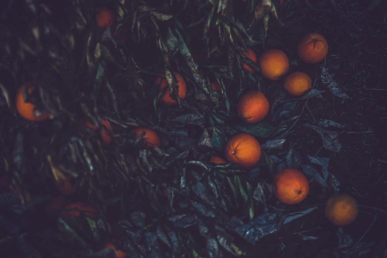 there are many oranges growing on this tree