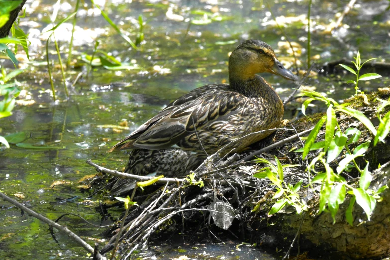 a duck sitting on top of a pile of wood