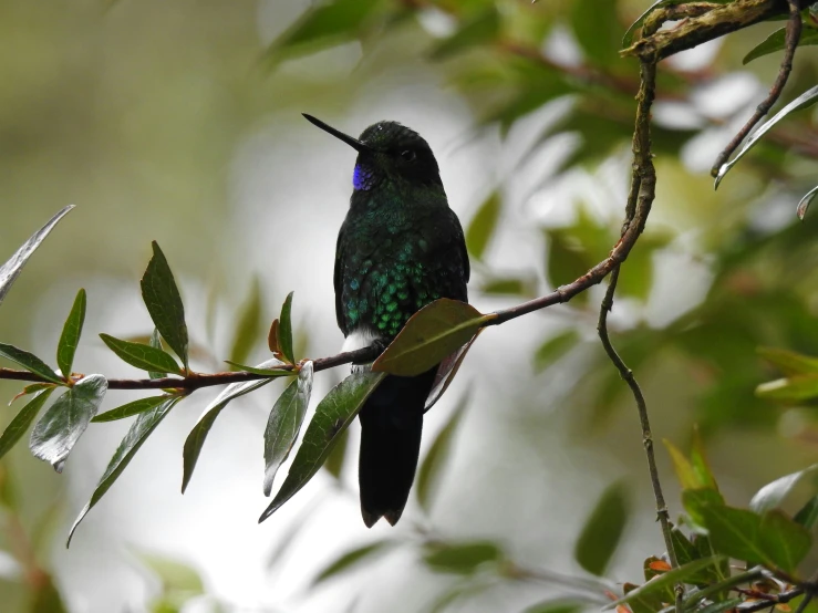 the bird is perched on the nch of the tree