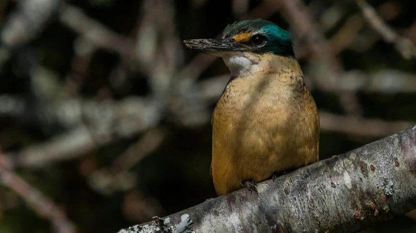 there is a bird with a very colorful head