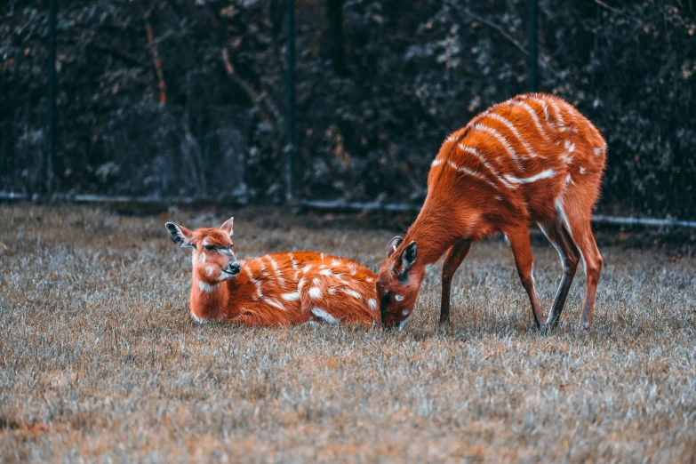 a fawn is feeding from her baby on the ground
