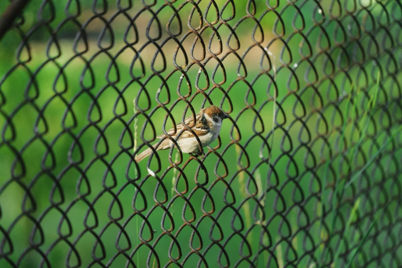 this is a close up of a bird on a chain link fence