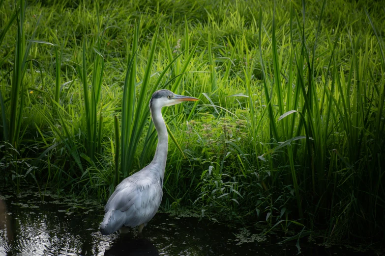 the crane is standing in a swampy body of water