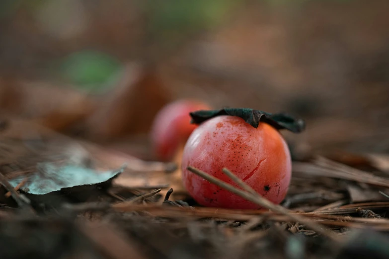 some kind of small ball that has a black bow on it