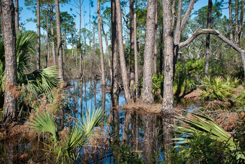 a small lake surrounded by palm trees and blue sky