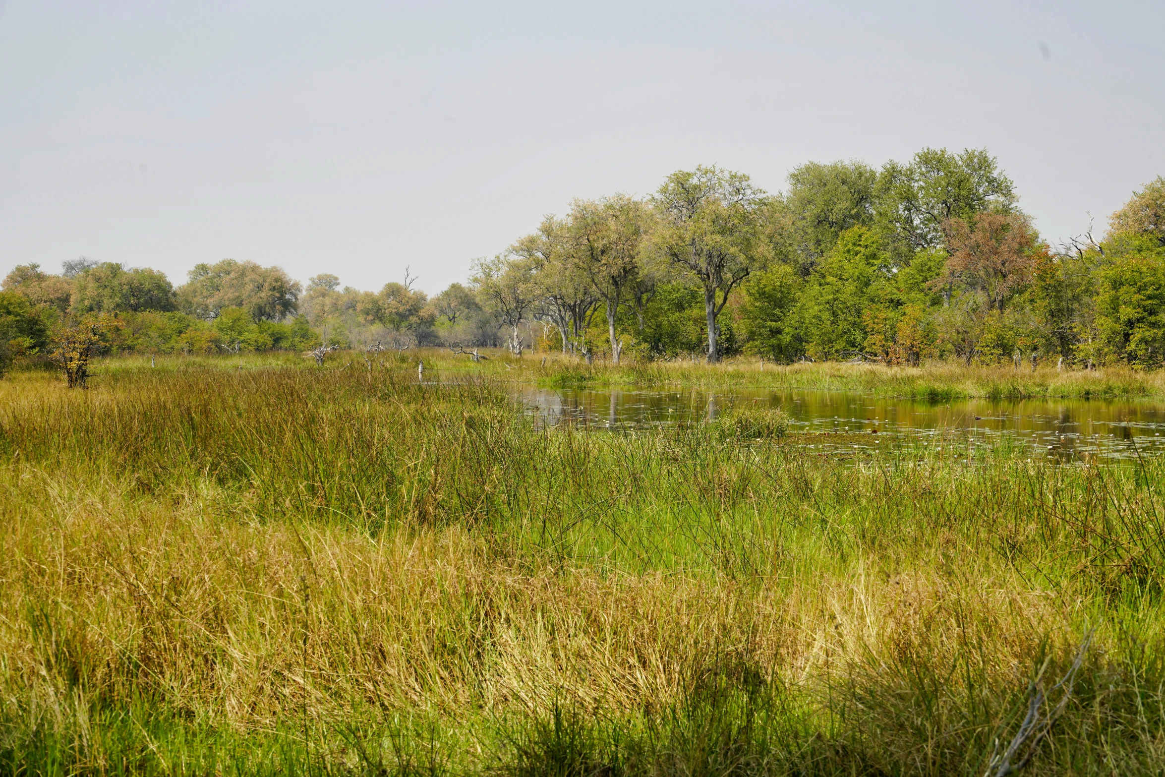 tall green grass and trees with some animals