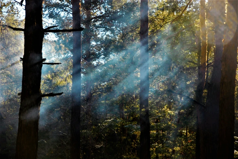 a picture of the sun coming through some trees