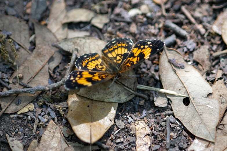 two yellow erflies that are sitting on some leaves