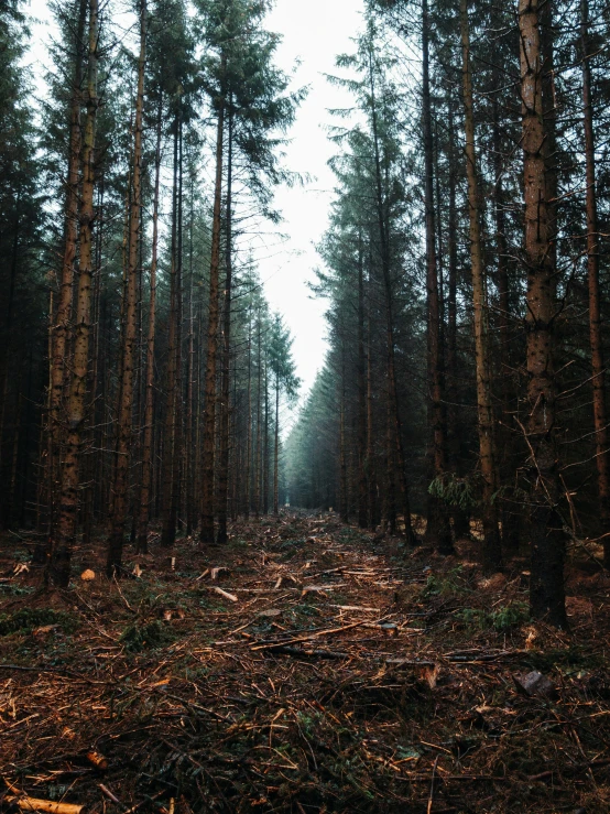 an image of the ground in the woods