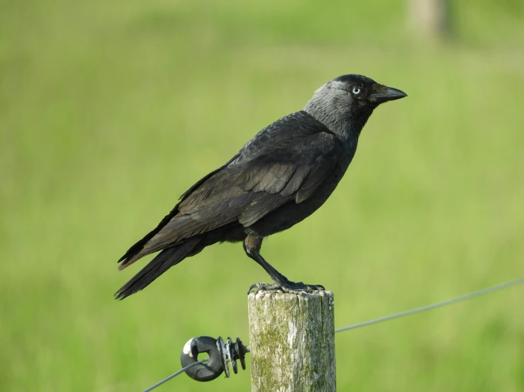 black bird perched on the top of a wooden post
