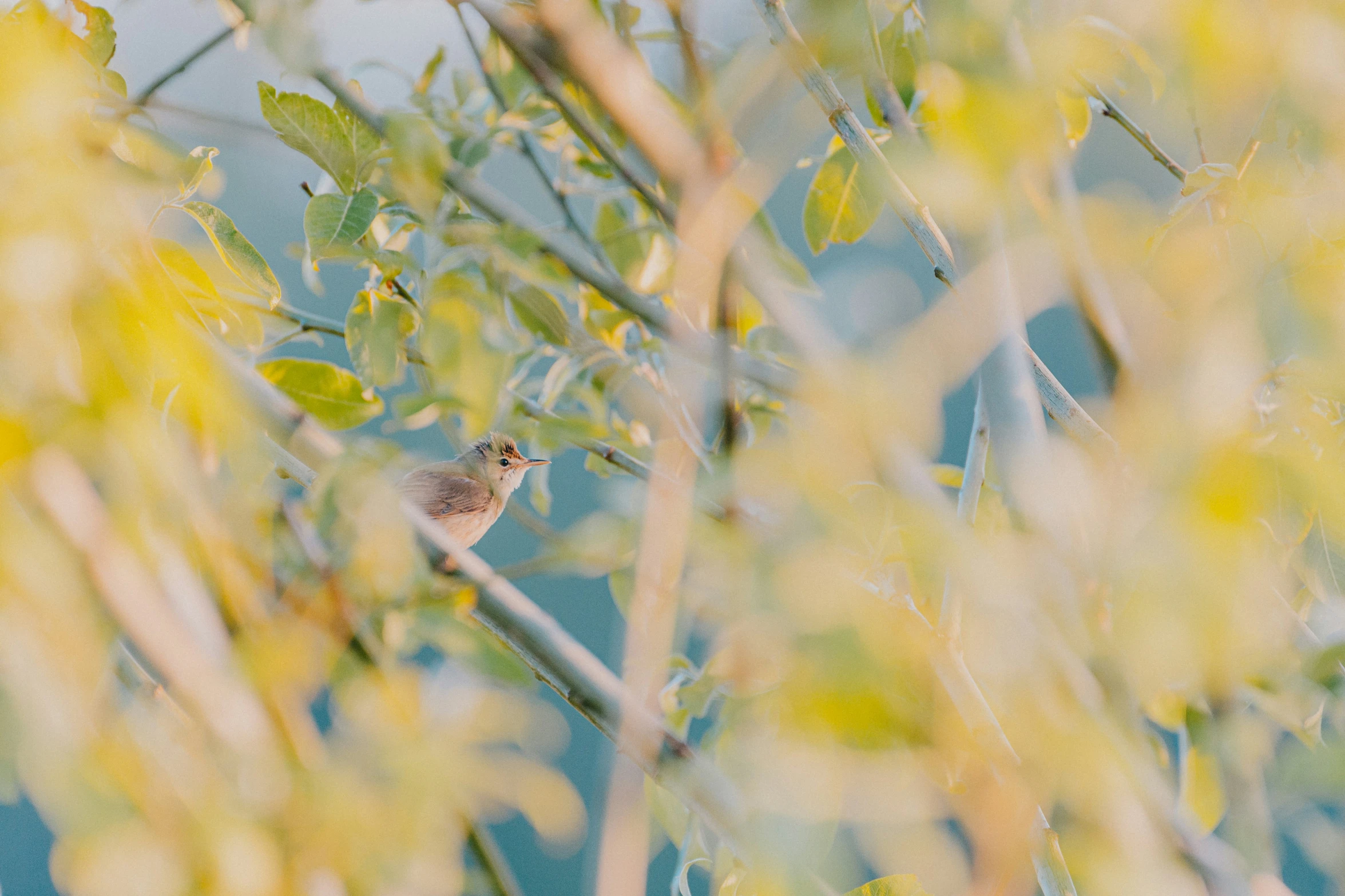 a bird is perched on a tree nch