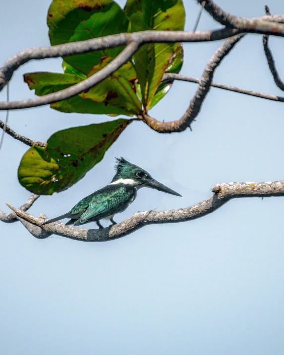 an adult black and white bird perched on a nch