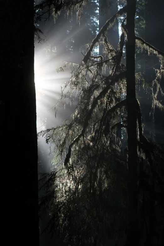 sunlight shines through the trees in the dark