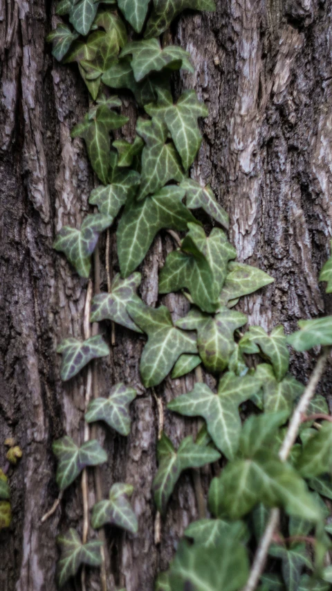 vines climbing up a tree next to the bark