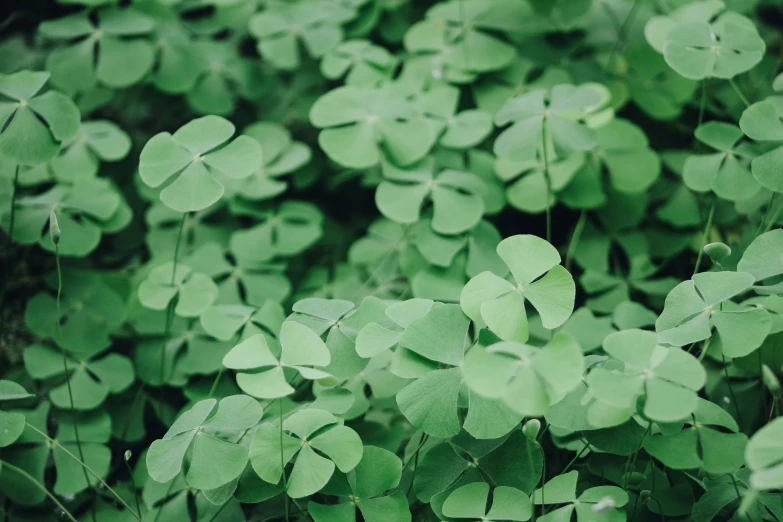 green clovers and other green plants in the woods