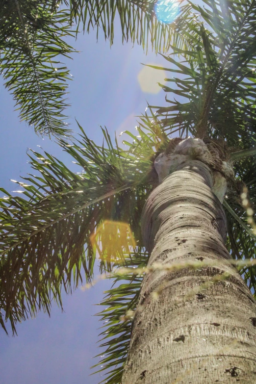 looking up at the trunk of a palm tree