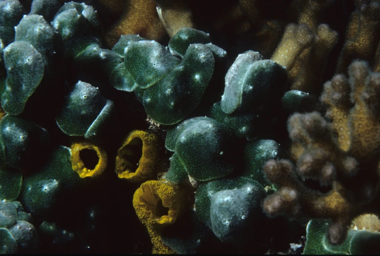 a green and yellow coral surrounded by green algae
