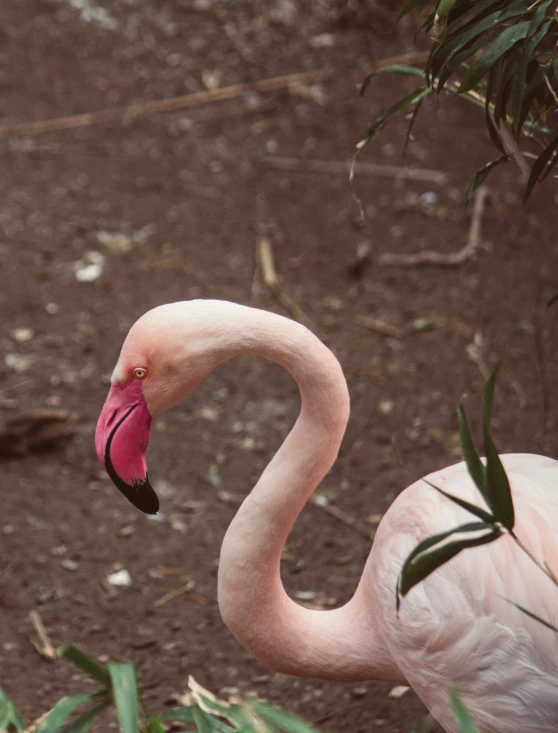 a flamingo standing in the dirt near some vegetation