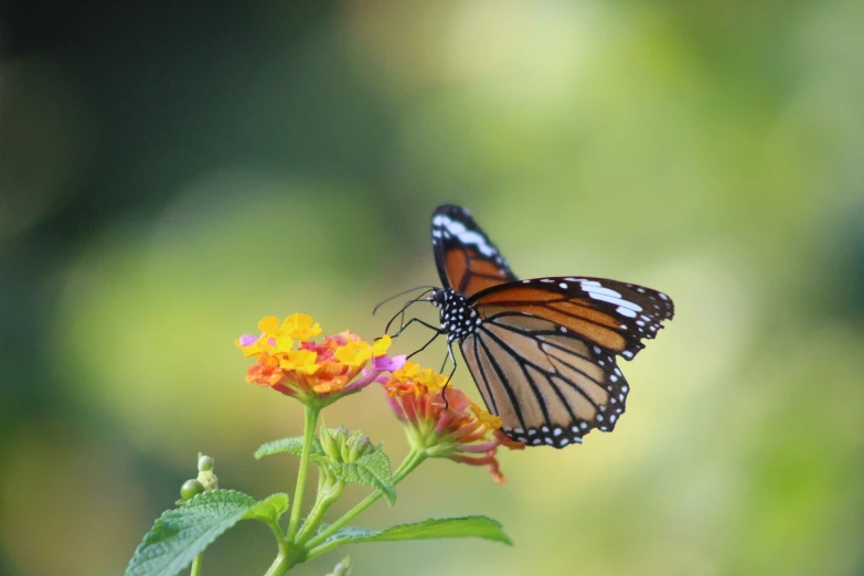 a monarch erfly with white stripes is resting on a flower