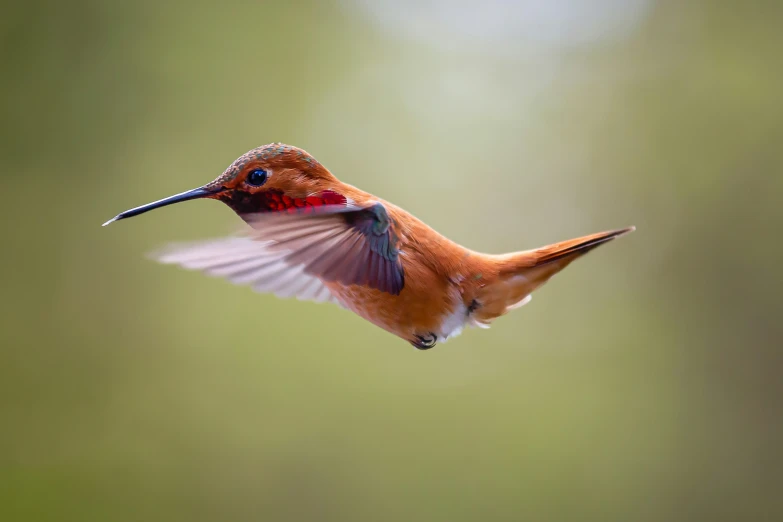 a close up of a bird flying near trees