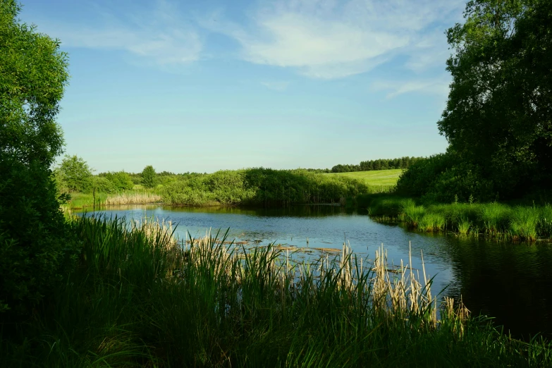 an empty river in the middle of the woods