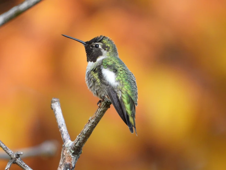 the small hummingbird perches on a thin nch