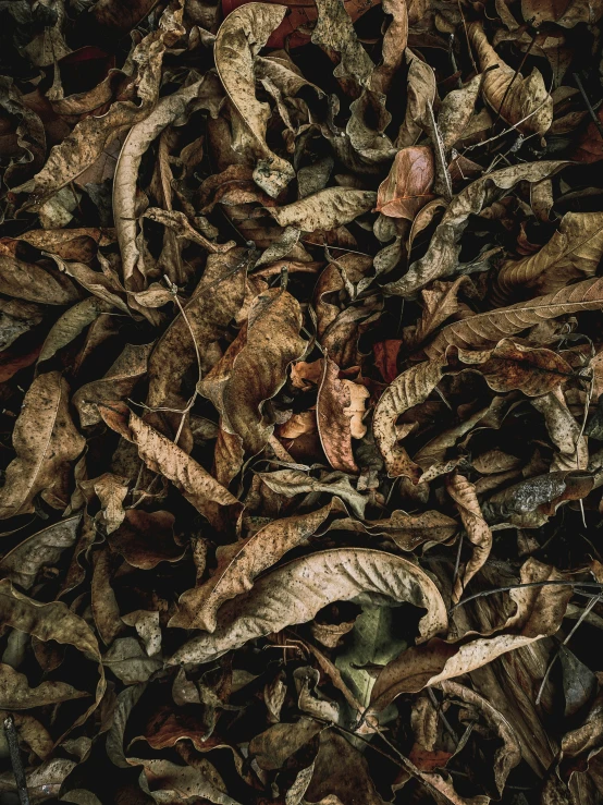 a bunch of leaves are scattered on the ground