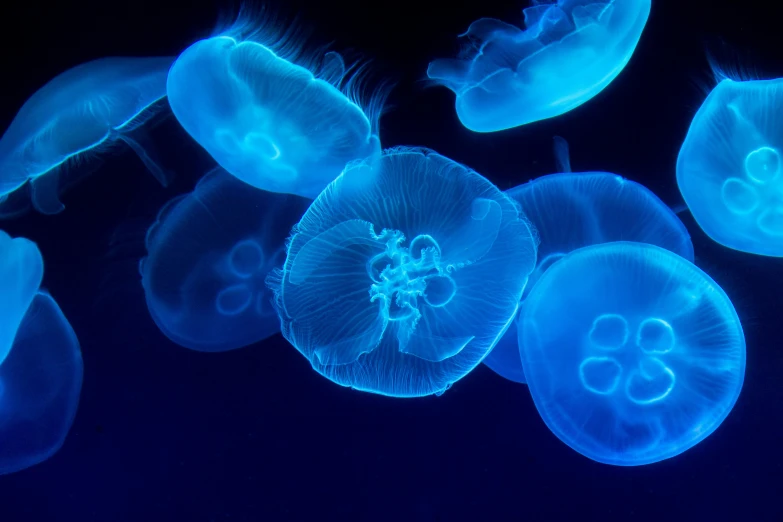 a close - up of jellyfish swimming in water