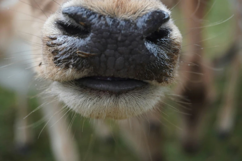 an adult sheep nose is showing its black nose