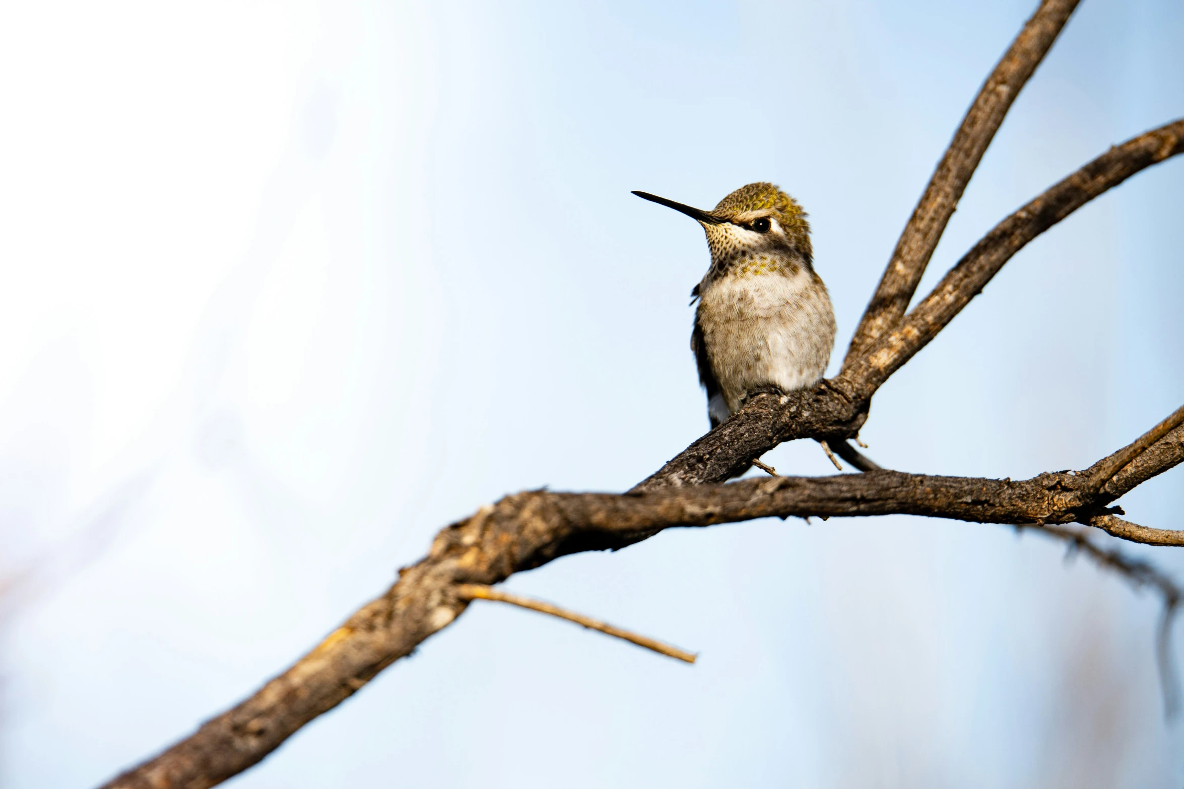 a humming bird perched on a nch near nches