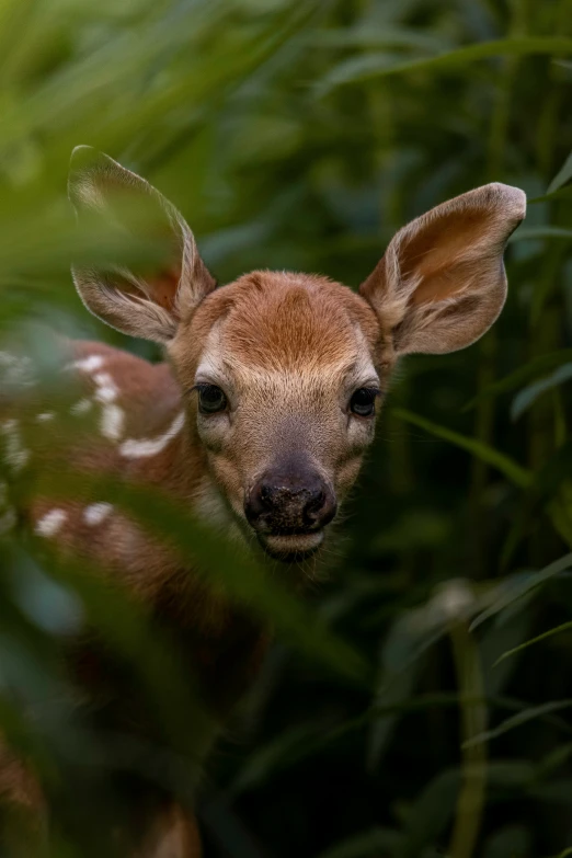 the small animal is peeking out through tall grass