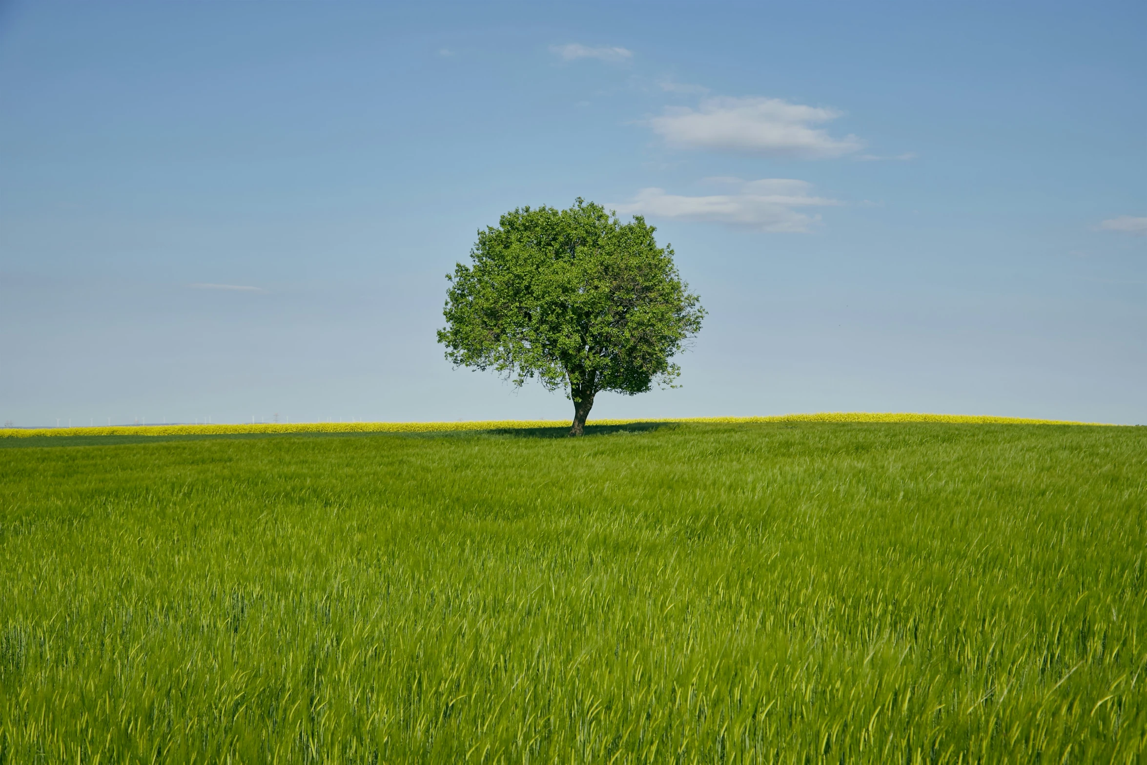 the lone tree is standing in the middle of a green field