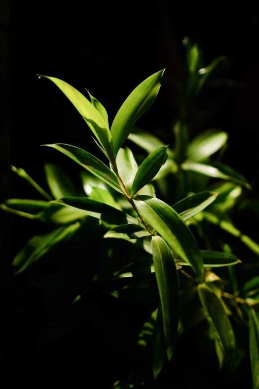 a potted plant is growing in the dark