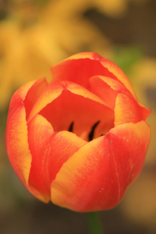 a flower is opened with bright yellow flowers in the background