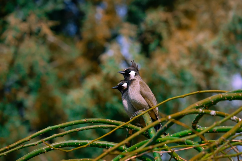 a bird that is sitting on a nch