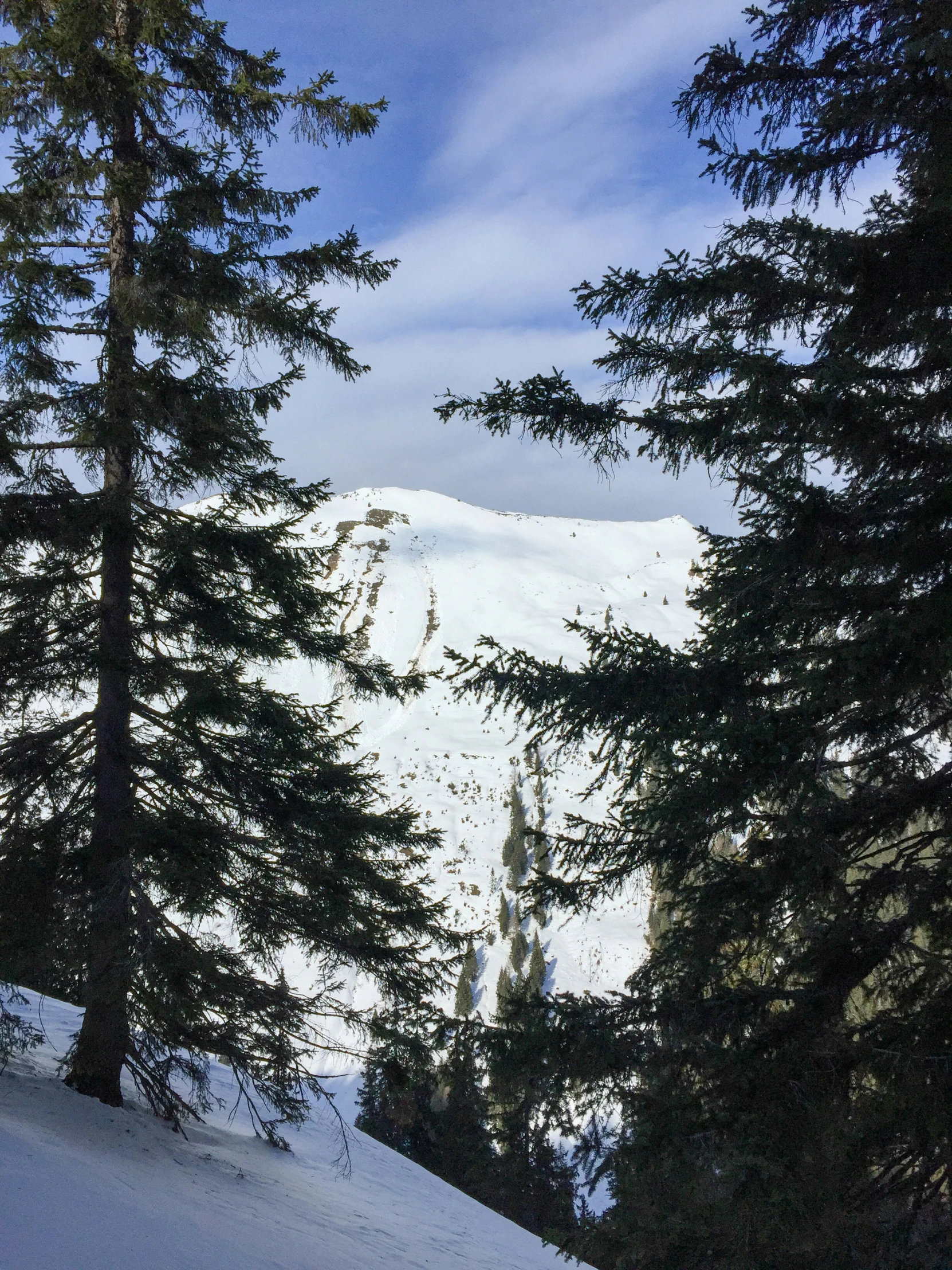 there is snow on the mountain among many pine trees