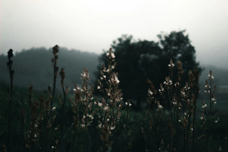 some grass and trees in the background