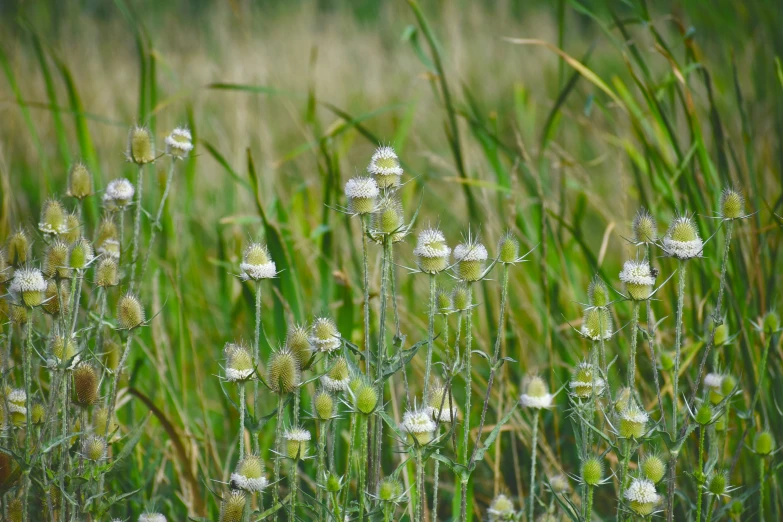 many white flowers and long green grass on a field