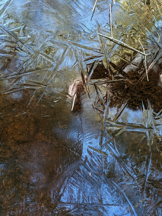 the view of a duck's head and body from above