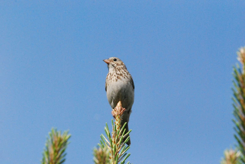 a brown and white bird is sitting on a pine tree